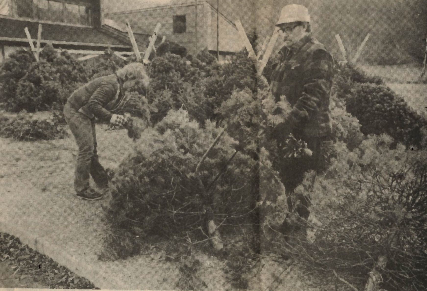 1982: Christmas tree sales lot